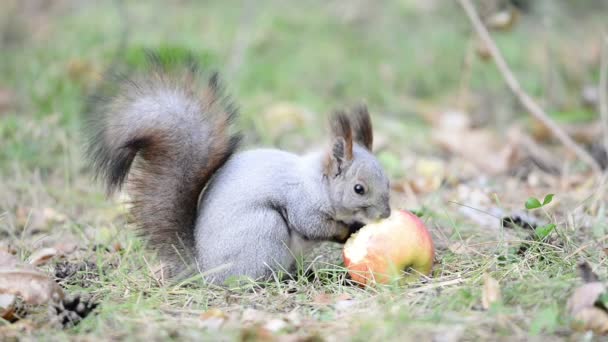 Ardilla comiendo una manzana — Vídeos de Stock