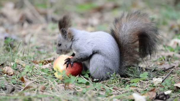 Ardilla comiendo una manzana — Vídeos de Stock