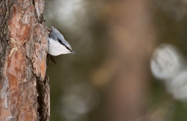 köknar ağacı üzerinde oturan sıvacı kuşu
