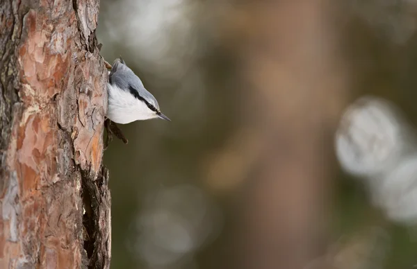 Nuthatch sitting on fir-tree — Stock Photo, Image
