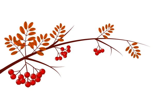 Rowan branch — Stock Vector