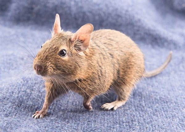 Degu sobre fondo textil azul — Foto de Stock