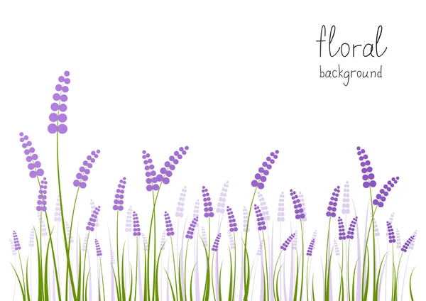 Lavendel bloemen op witte achtergrond — Stockvector