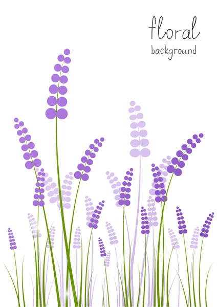 Lavender flowers on white background — Stock Vector