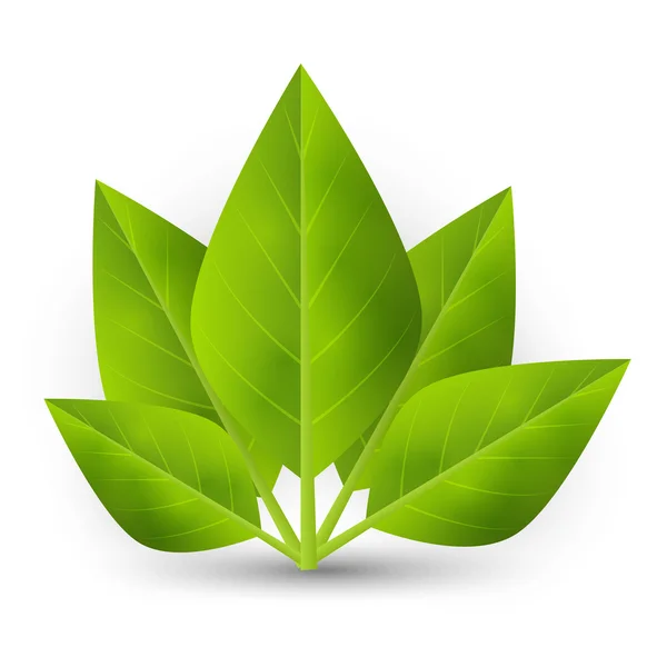 Green leaves — Stock Vector