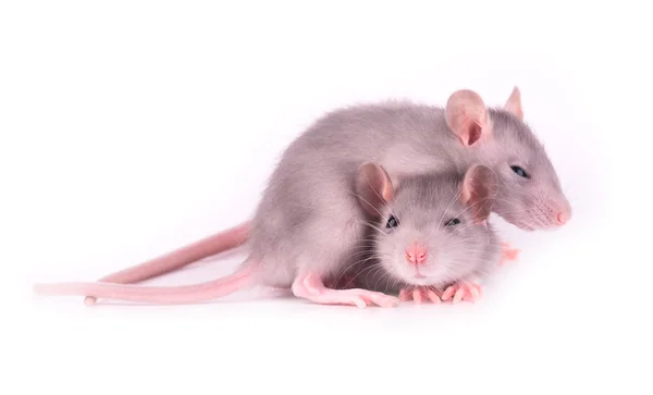 Dois ratos bebés Imagem De Stock