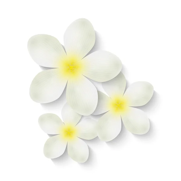 Flores brancas — Vetor de Stock