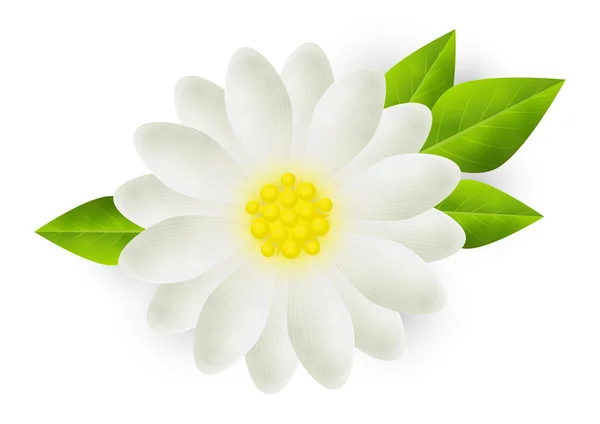 White flower — Stock Vector