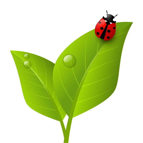 Red ladybug — Stock Vector