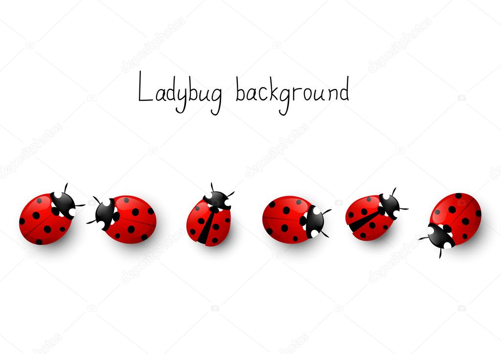 Ladybug border