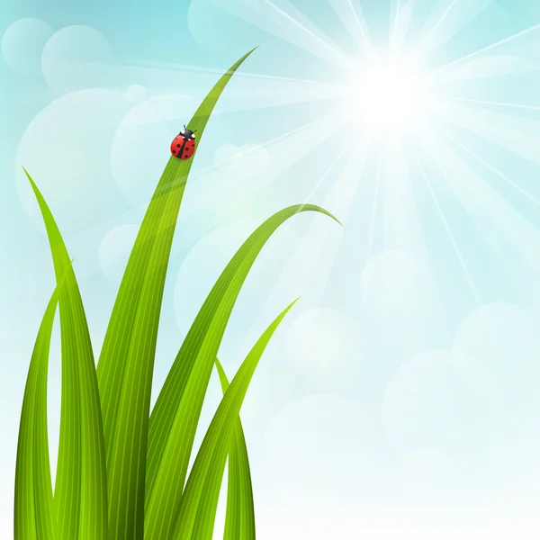 Spring grass — Stock Vector