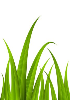 tasarımınız için yeşil çim