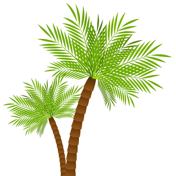 Two palm trees — Stock Vector