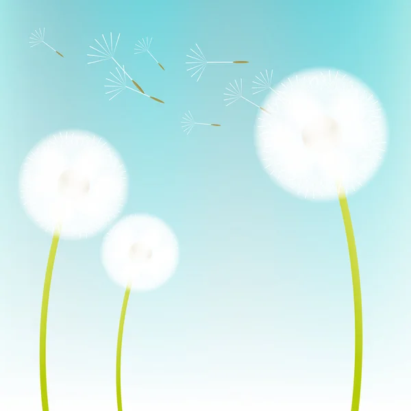Pissenlits blancs — Image vectorielle