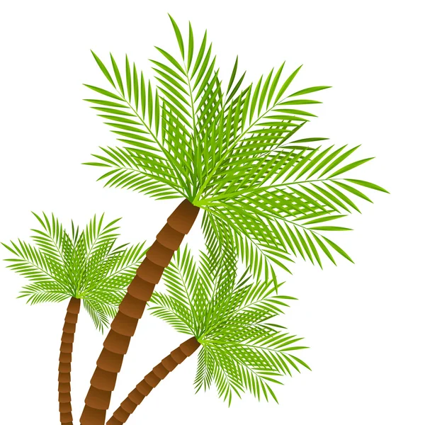 Three palm trees — Stock Vector