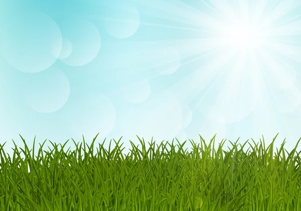 Green grass on sunny background — Stock Vector