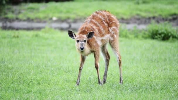 Bébé cerf mangeant de l'herbe verte 