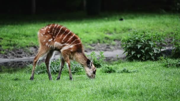 Bébé cerf mangeant de l'herbe verte 