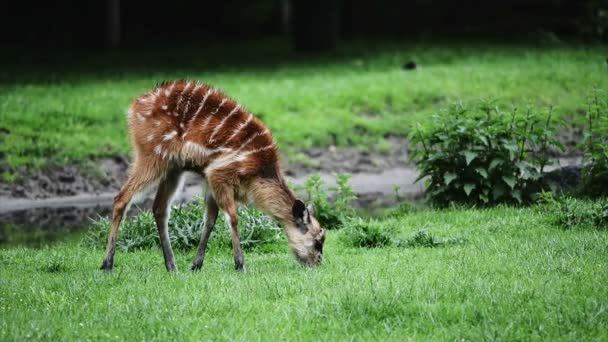 Bambino cervo mangiare erba verde — Video Stock