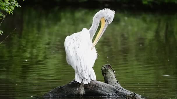 Пеликан сидит на пне и чистит перья — стоковое видео