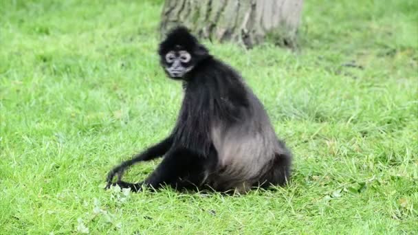 Geoffroy's spider monkey cleaning fur — Stock Video