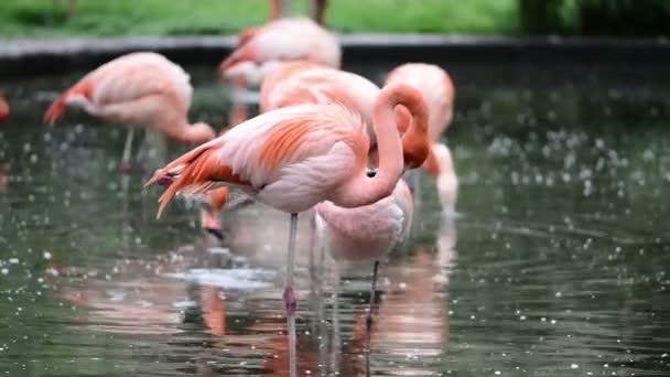 Flamingo vermelho e chileno no zoológico de Praga — Vídeo de Stock