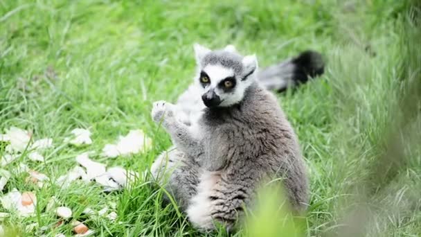Lemur catta eten op groen gras — Stockvideo
