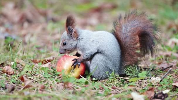 Squirrel eating an apple — Stock Video