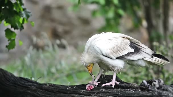 Egyptian vulture or white scavenger vulture — Stock Video