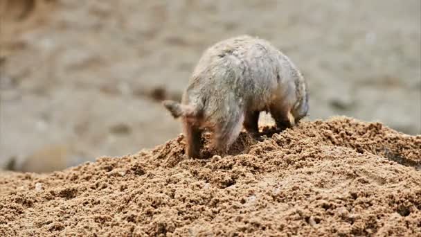 Amerikaanse Prairiehond graven een hol — Stockvideo