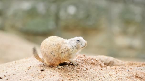 American prairie dog — Stock Video