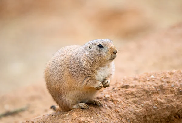 Cane della prateria americana — Foto Stock