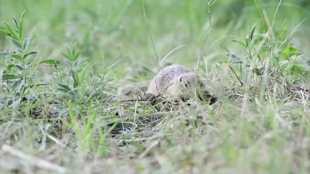 Gopher collects hay to insulation of his hole — Stock Video