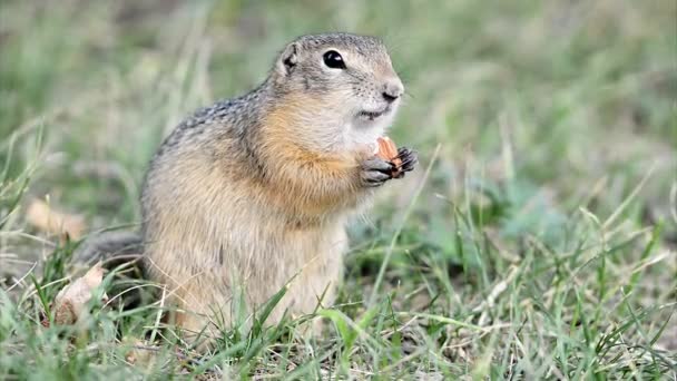 Écureuil de terre mangeant des amandes — Video