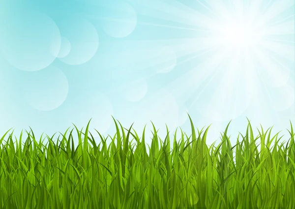 Green grass on sunny background 2 — Stock Vector