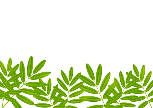 Green leaves border — Stock Vector