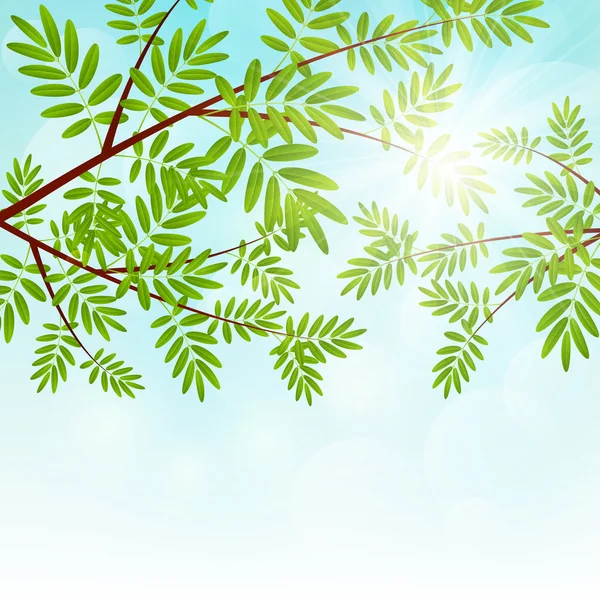 Rowan branches d'arbres — Image vectorielle