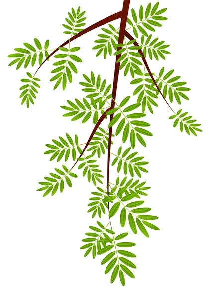 Rowan tree branch — Stock Vector