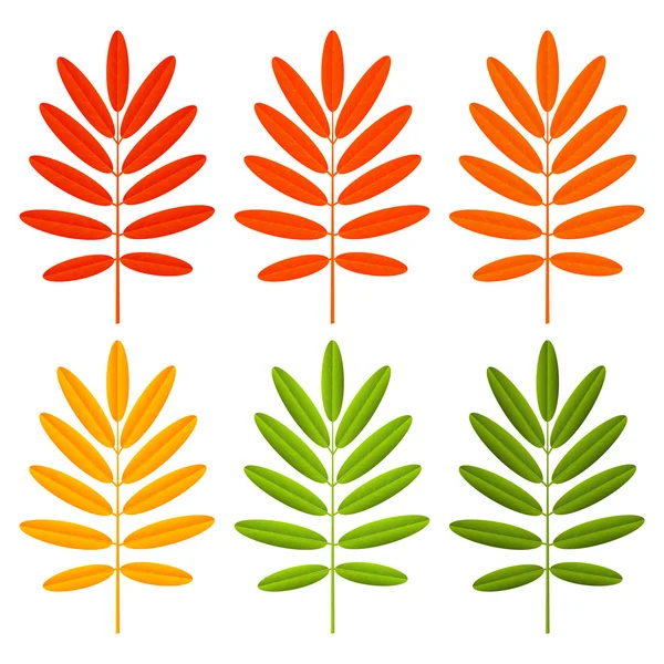 Conjunto de hojas de otoño de color — Archivo Imágenes Vectoriales