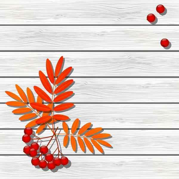 Rowan berries on wooden background — Stock Vector