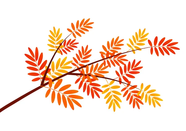 Rama de rowan de otoño — Vector de stock