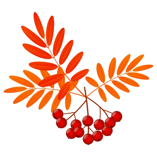 Rowan berries with autumn leaves — Stock Vector