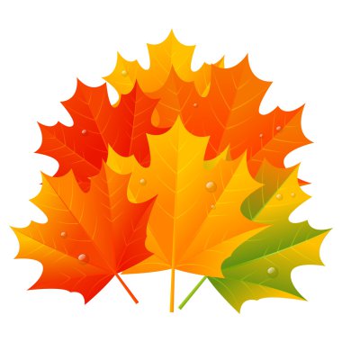 Sonbahar akçaağaç yaprakları