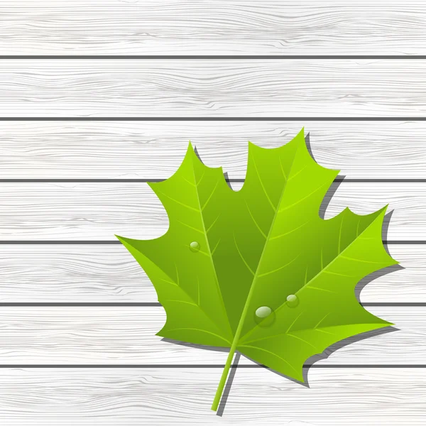 Klon zielony liść — Wektor stockowy