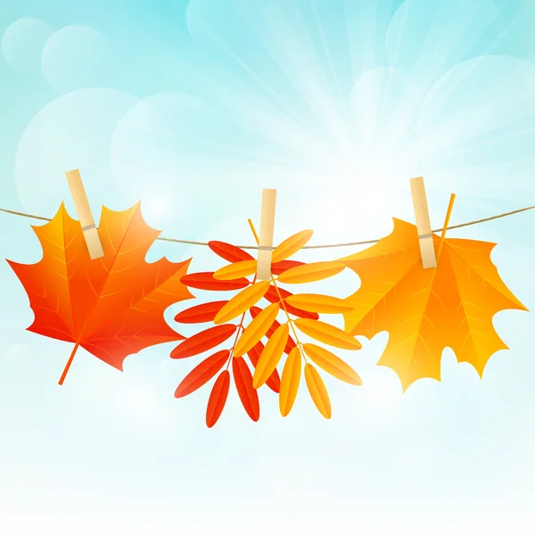 Autumn leaves — Stock Vector