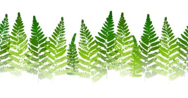 Eğreltiotu yapraklı yatay ve pürüzsüz kenar beyaz arkaplanda izole edilmiş boya izleri