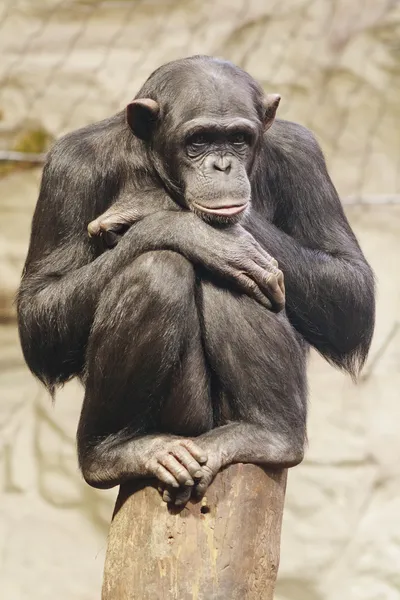 Sad monkey Stock Image