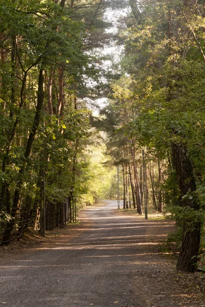 Camino en el bosque Imágenes de stock libres de derechos