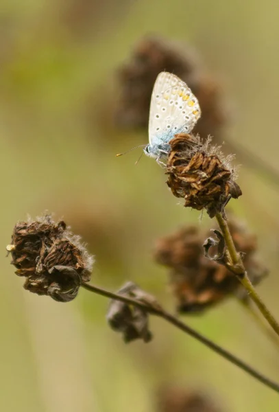 Dämmerung — Stockfoto