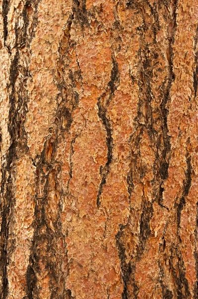 Corteccia di pino Ponderosa Verticale — Foto Stock